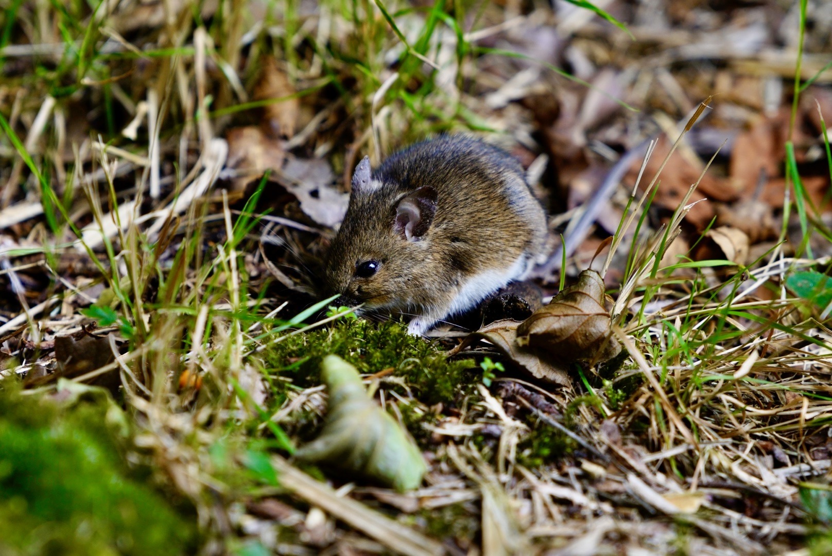 30x40 cm kleine snuffelaar 30x40 cm kleine snuffelaar