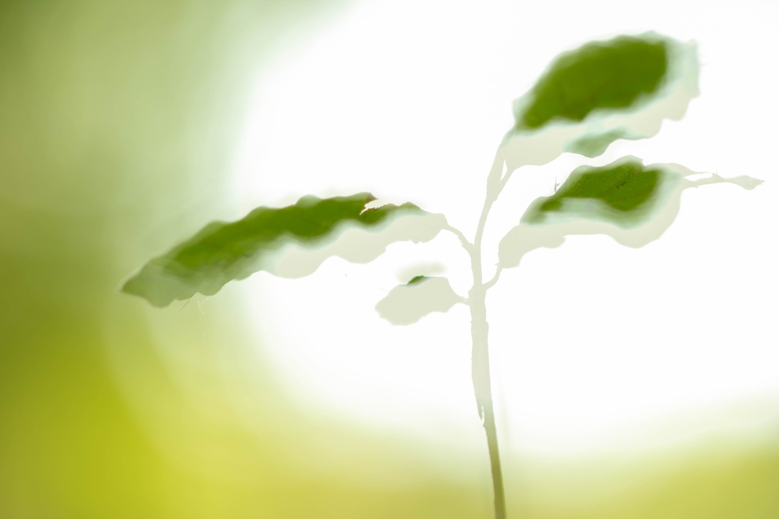 Natuur 3 30x40 cm high key high key 30x40 cm