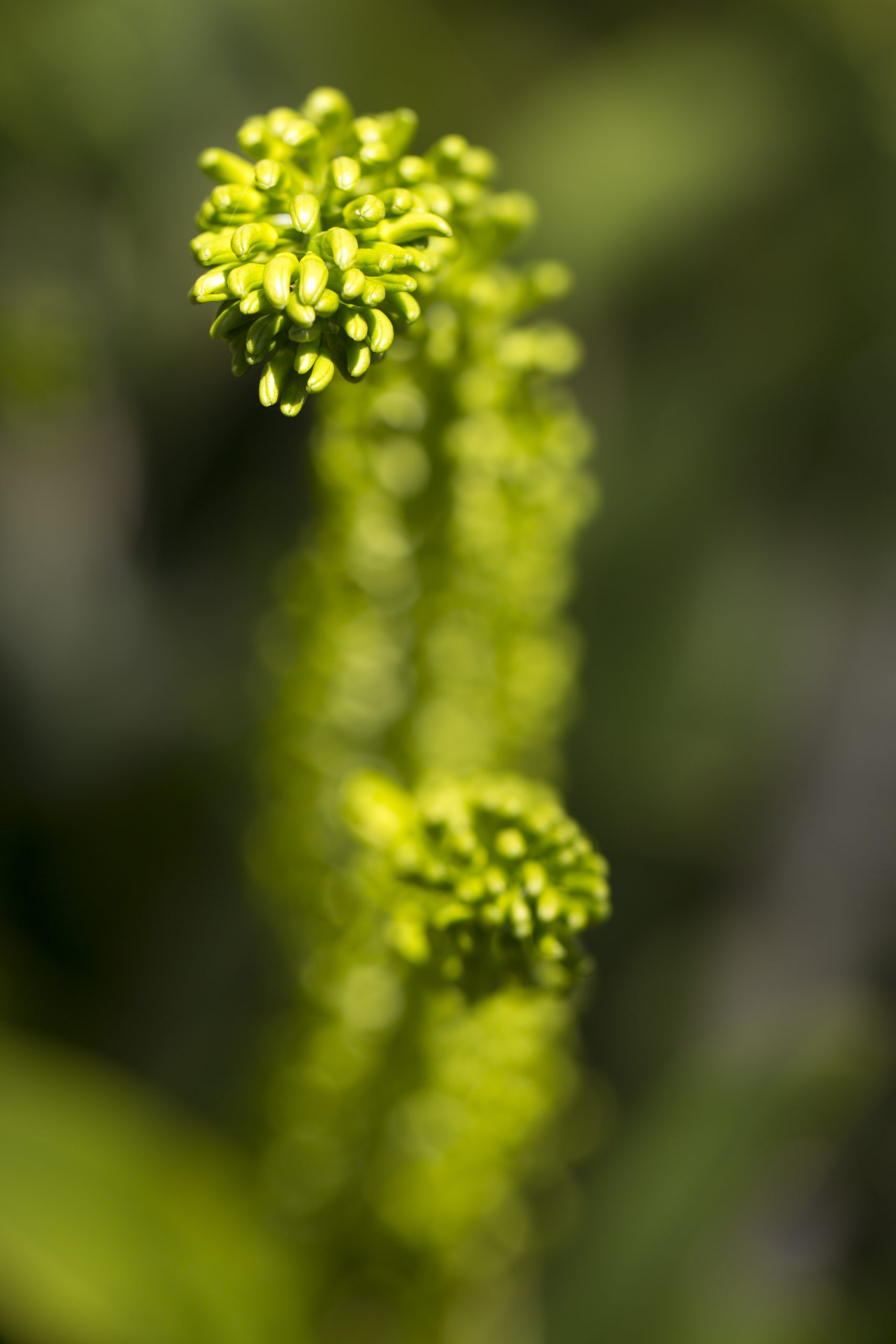Natuur 6 30x40 cm varen in opkomst Varen in opkomst 30x40 cm