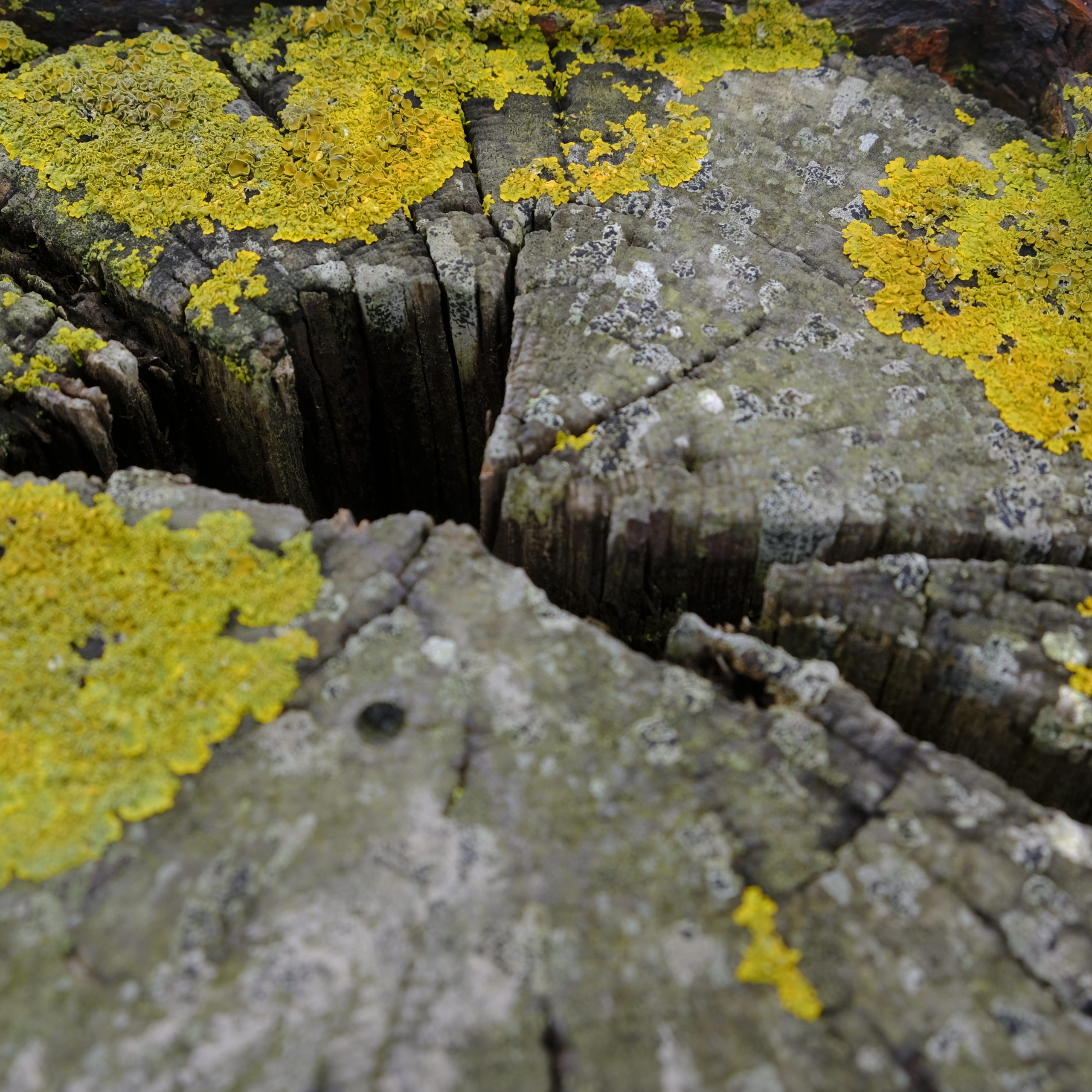 Natuur 7 30x40 cm kosmos Kosmos 30x40 cm